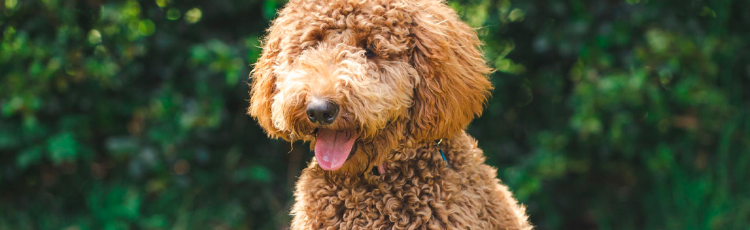 A Community Within a Park